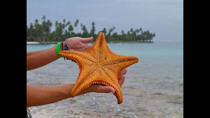 Estrella de mar