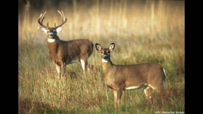 Venado