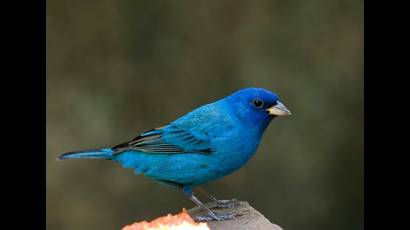 Pájaro azulejo