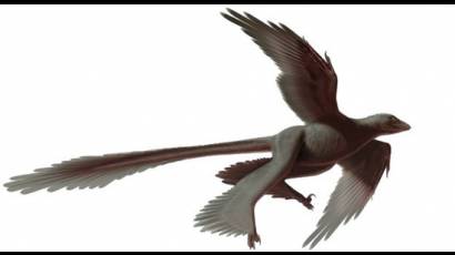 Changyuraptor yangi