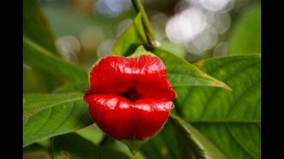 El beso de la Psychotria Elata