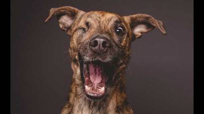 Mascotas de Elke Vogelsang