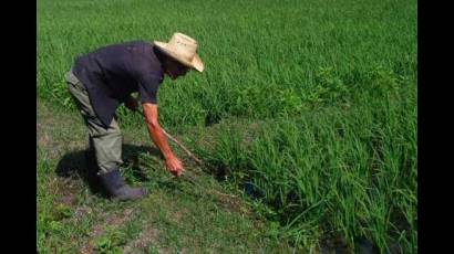 Cultivo del arroz