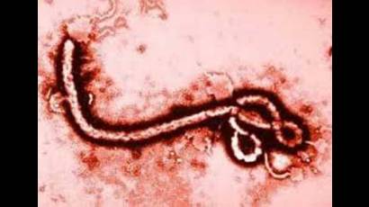 Ébola 