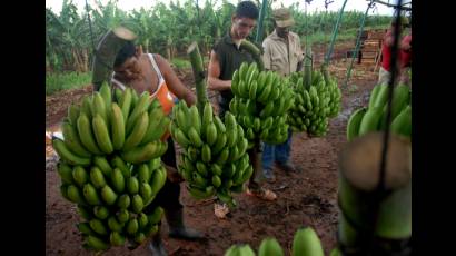 Empresa de Cultivos Varios La Cuba