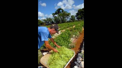 Agricultura urbana