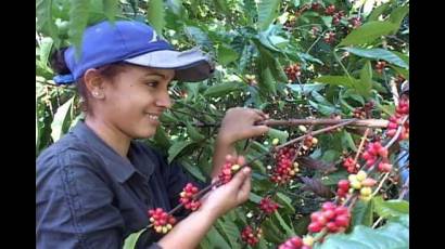 Cosecha de café en Santiago de Cuba