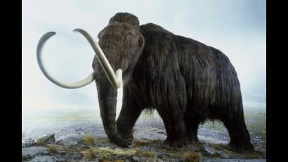 Mamut