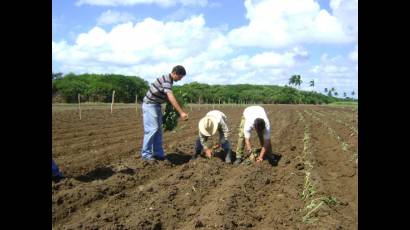 Campo