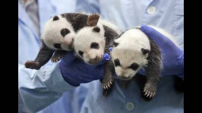 Los trillizos pandas en buenas manos