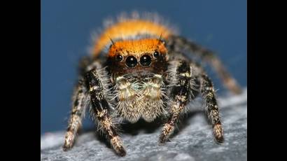 Araña