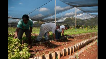 Agricultura urbana 