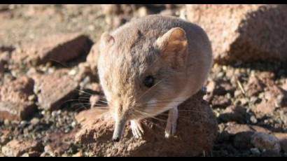 Macroscelides micus