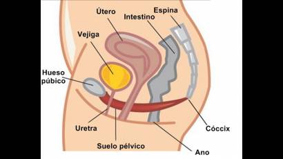 Ejercicios de Kegel