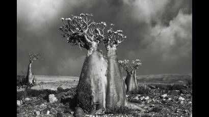 Árboles antiguos fotografiados por Beth Luna