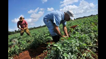 Jóvenes en labores agrícolas