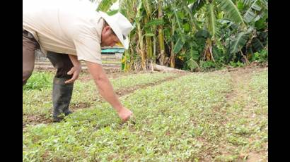 Agricultura en Artemisa