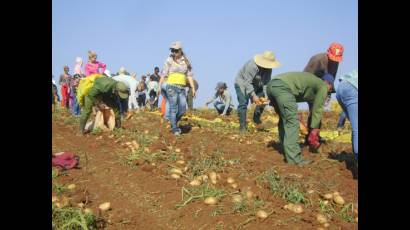 Al campo los jóvenes de Ciego de Ávila
