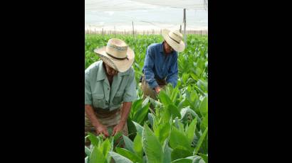 Cultivo de tabaco en Cuba