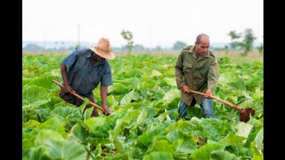 Agricultores