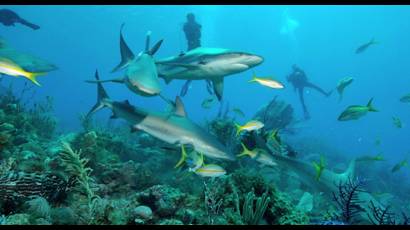 Refuerza Cuba conservación y uso sostenible de tiburones y rayas