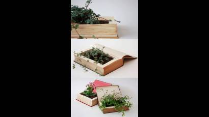 Convierte objetos cotidianos en pequeños jardines