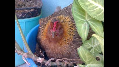 Una gallina de «balcones tomar»