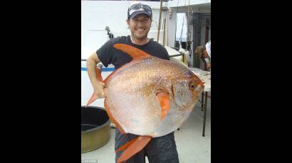 Opah, el pez de sangre caliente