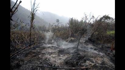 El terror de los bosques