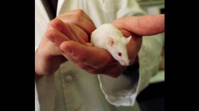 Ratón de laboratorio