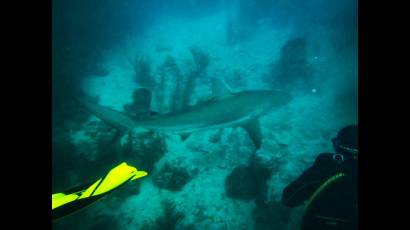 Tiburones de Cuba