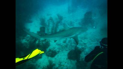 Tiburones de Cuba