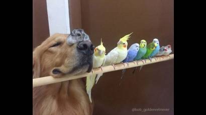 Bob, el golden retriever