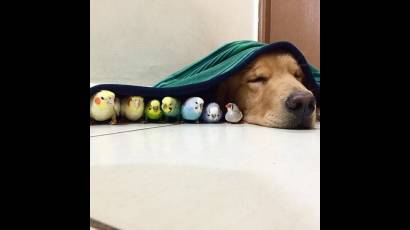 Bob el golden retriever