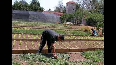 Agricultura urbana