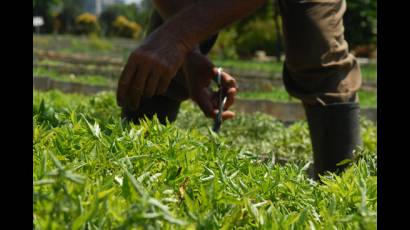 Estimulan producción de plantas medicinales