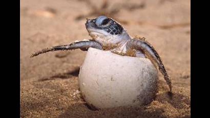 Criaderos de flora y fauna para la conservación de la especie
