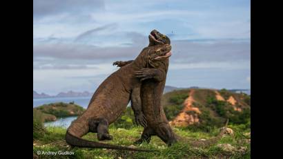 Una espectacular pelea de dos machos de dragón de Komodo