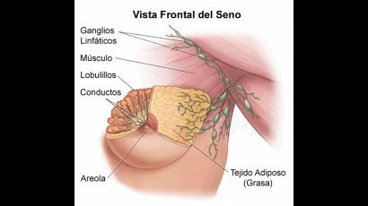 Vista frontal del seno