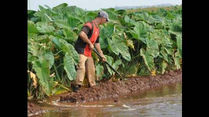 Destaca FAO apoyo de Cuba a cooperación Sur-Sur