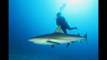 Manejo y protección de tiburones