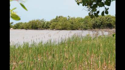 Proyecto Manglar Vivo