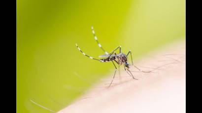 El dengue tiene cuatro serotipos y sería necesario inmunizar contra cada uno de ellos.