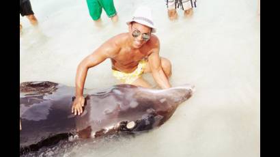 Ballena picuda
