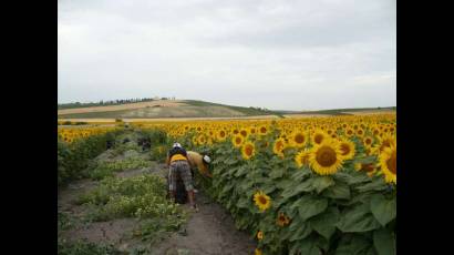 La hoja de girasol