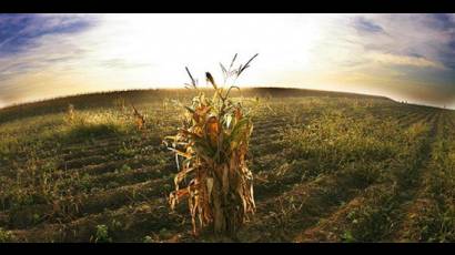 Cambio climático afecta la agricultura