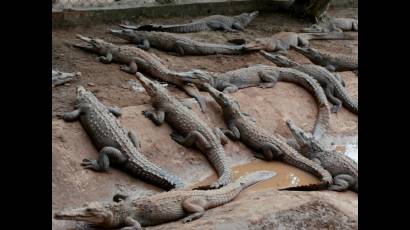 En ocasiones los cocodrilos escapan al medio natural, sobre todo cuando luchan entre ellos.