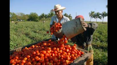 Cosechas como la del tomate pudieran sufrir afectaciones.