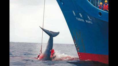 Ballenas cazadas por Japón