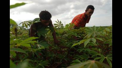 Campesinos cubanos